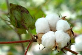 Cotton Fiber : Rs 120 Per Kg